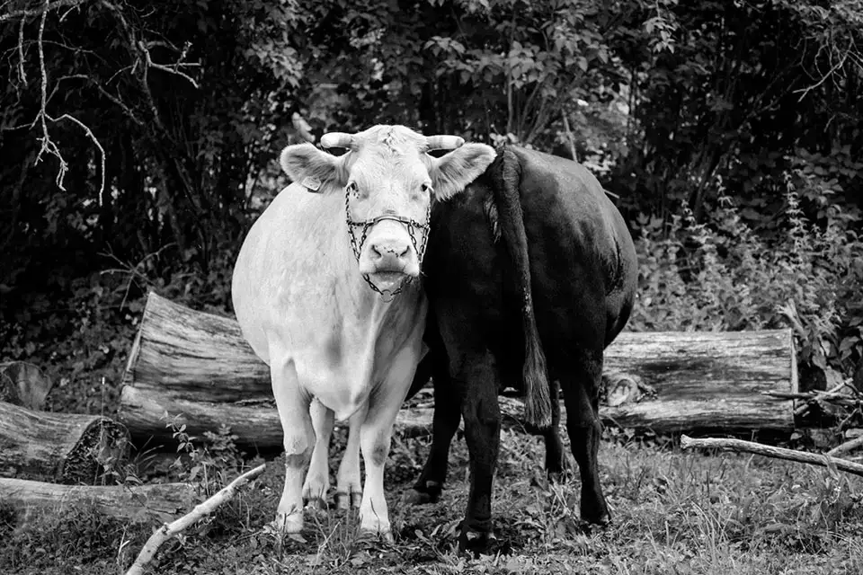 skriva,engelska,svenska,texter,lost,translation,vilse,översättning