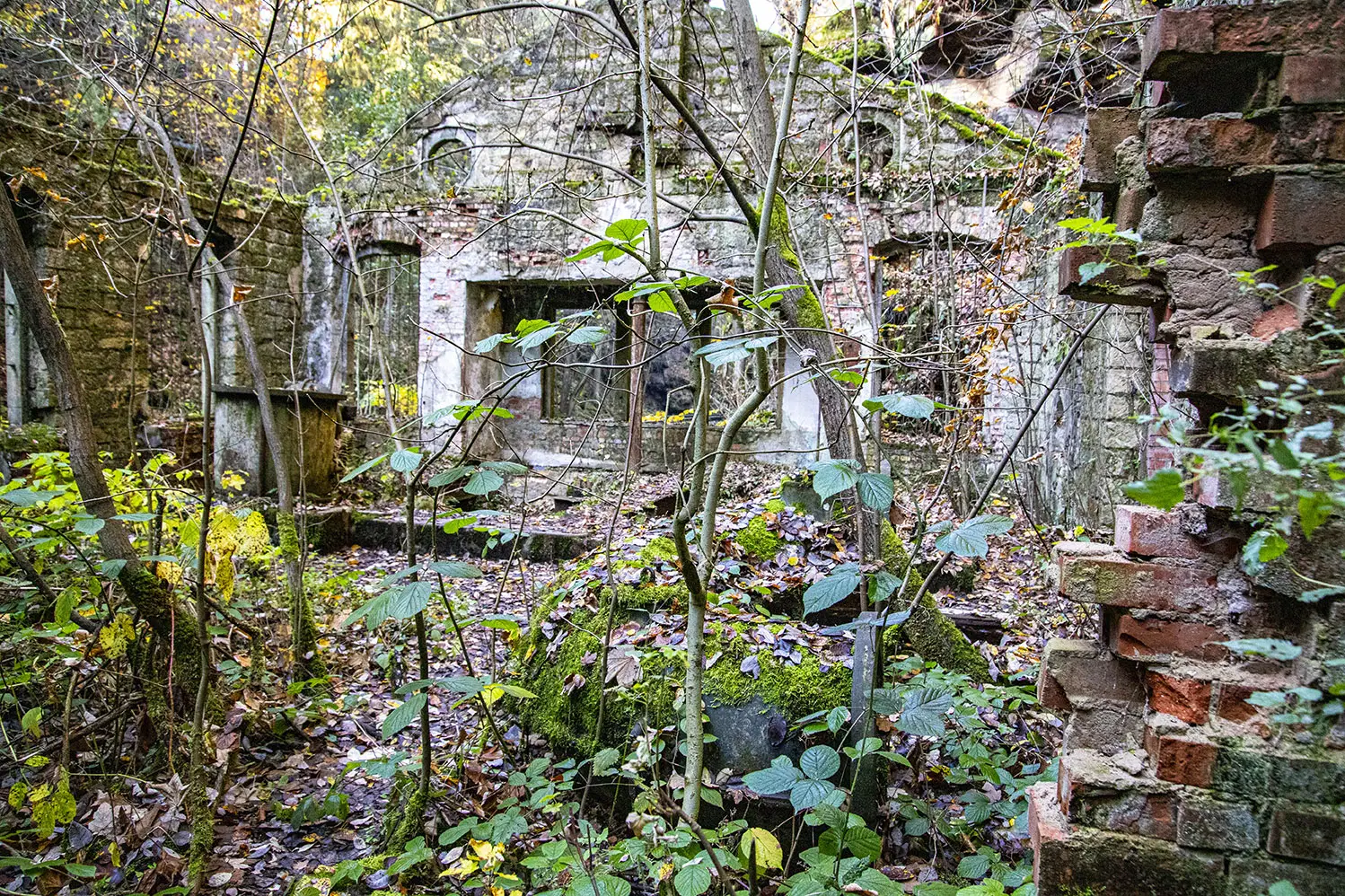 Övervuxen trädgård