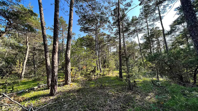 Tänk att få bo i ett hållbart bostadsområde med skogen nära!